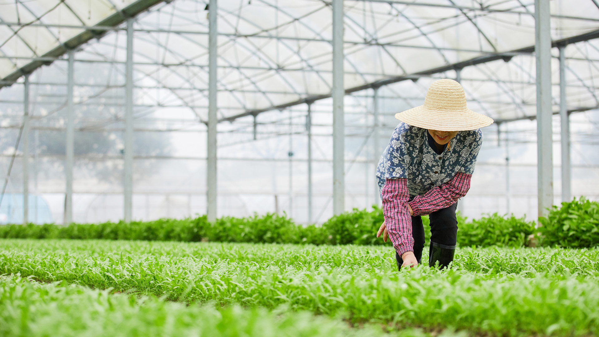 1619142109374841.jpg 攝圖網_501735304_banner_茼蒿大棚除草的農民(企業商用).jpg